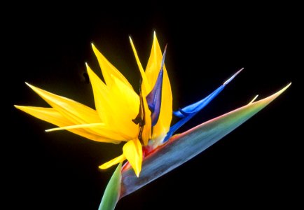 Strelitzia