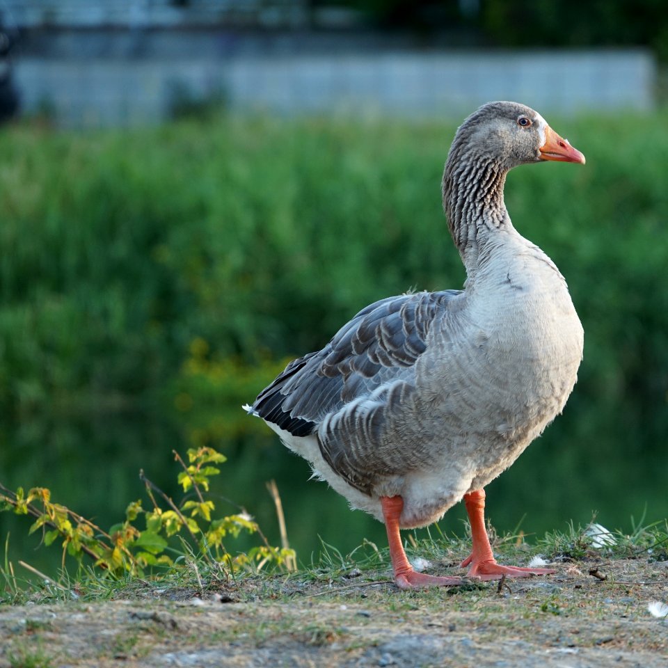 DSC03827-crop