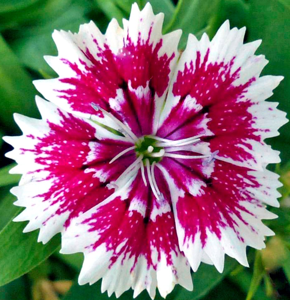 Red and White Carnation