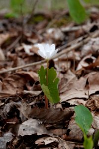 Bloodroot