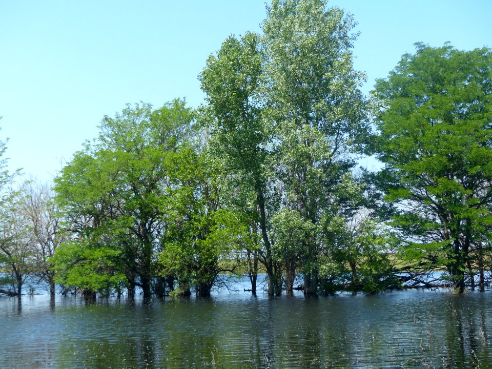 Trees under water