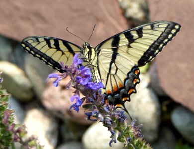 Western Tiger Swallowtail on Salvia photo