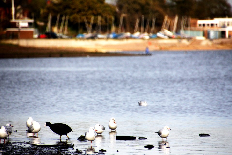 Edgbaston-Reservoir-seaguls