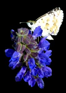 Moth