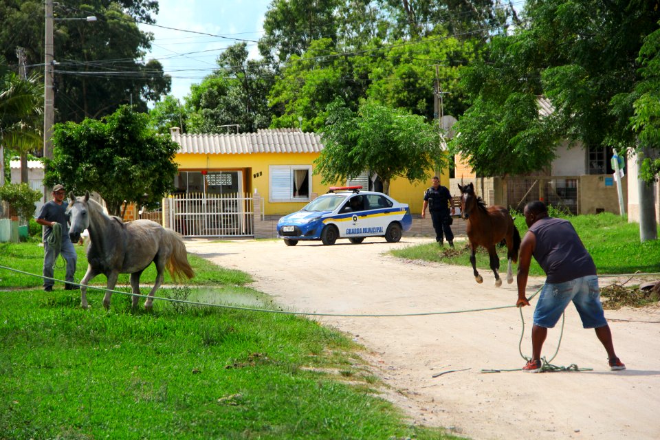 28.01.2019 - SSUI - Apreensão Cavalos Colônia Z-3 - Foto Marcel Avila