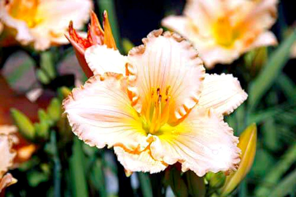 Lilly