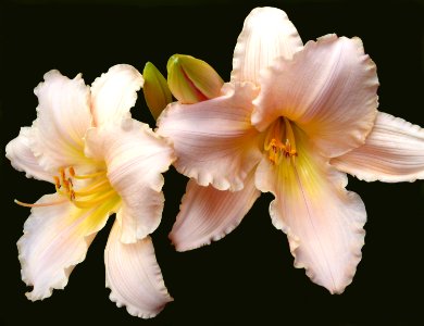 Peach Lillies photo