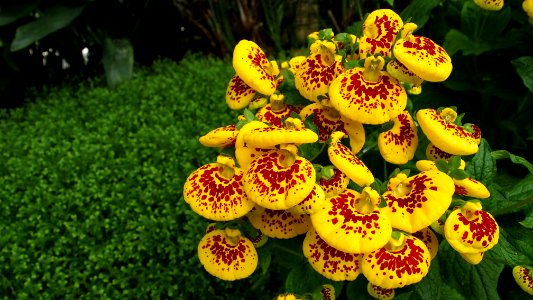 Flowers in royal greenhouses 2