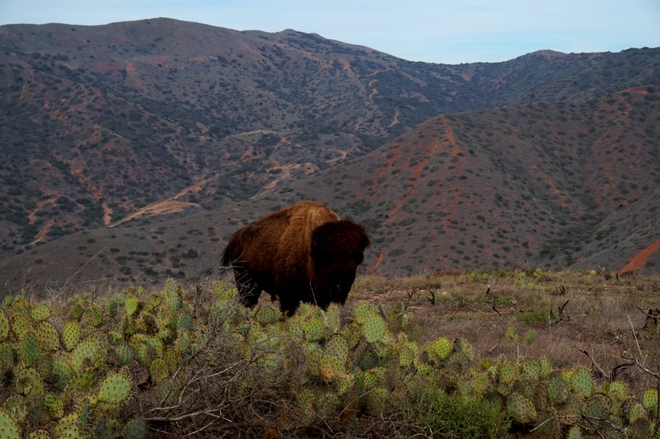 Buffalo on Catalina Island