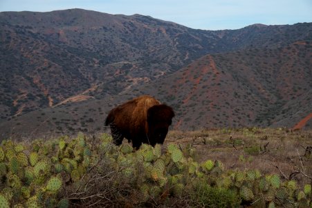 Buffalo on Catalina Island