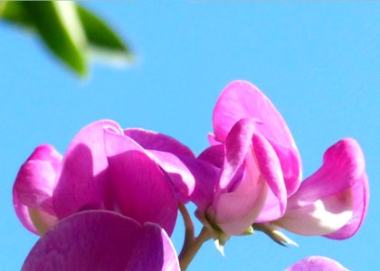 Sweet Pea