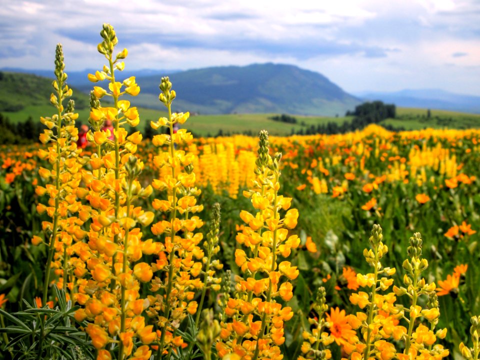 Lupine on the Hill