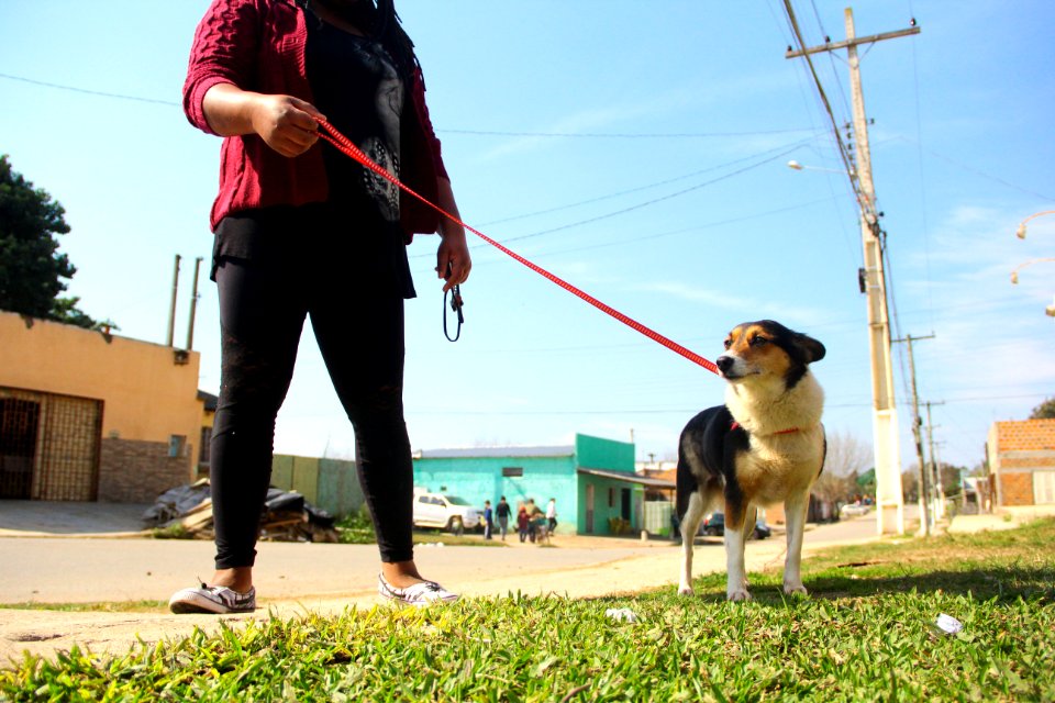 14.08.2018 - SMS - Doação de Cães - Fotos Marcel Avila
