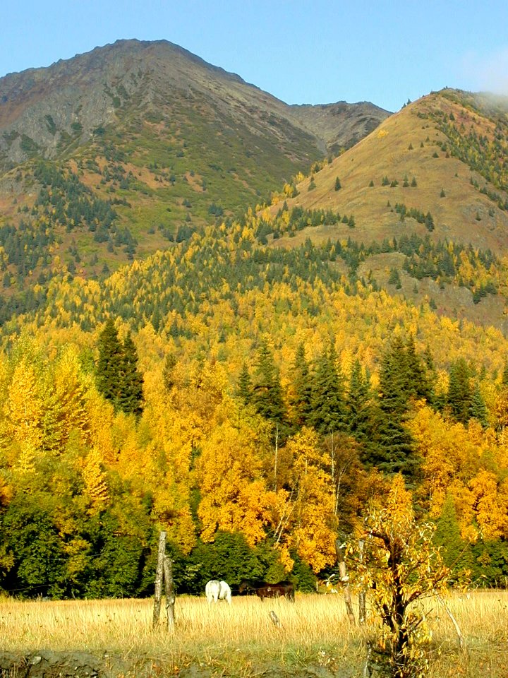 Horses, Hope Alaska