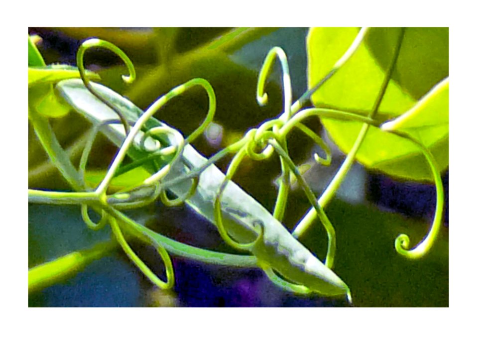 Honeysuckle