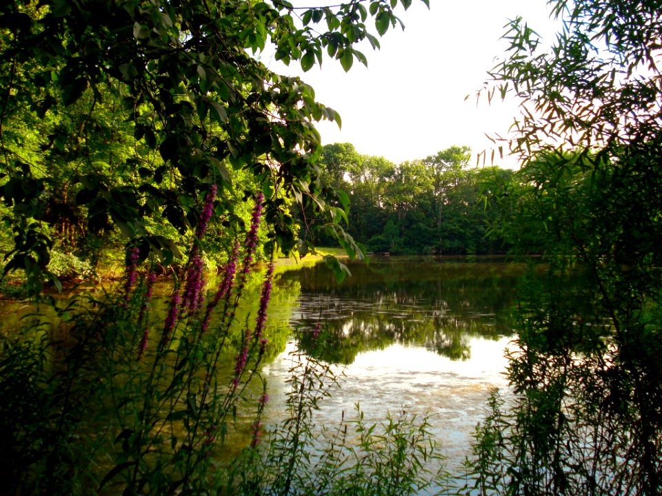 Wildflowers by the Pond