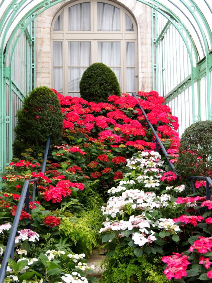 Flowers in royal greenhouses 7