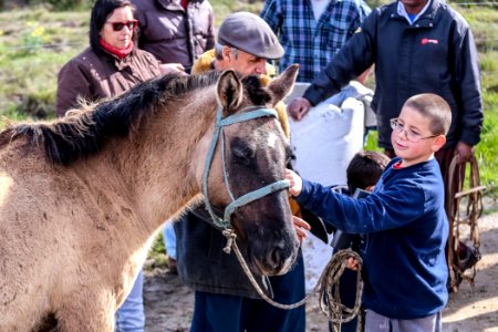 31.07.2018 Entrega de cavalos para adoção - Fotos Gustavo Mansur