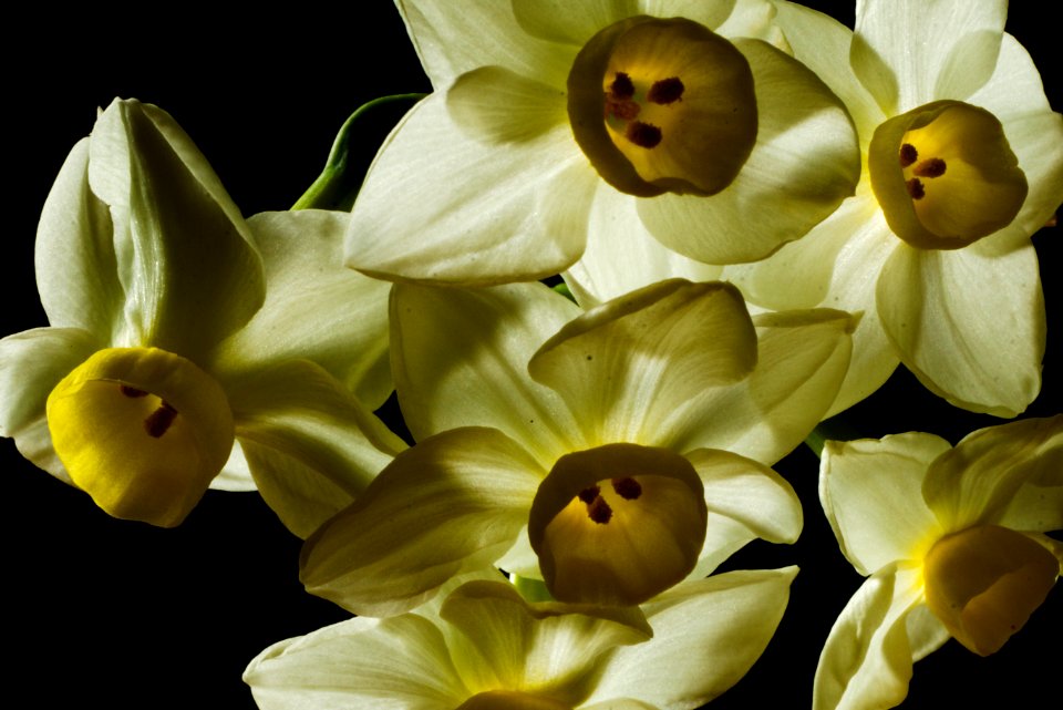 DSC08849daffodil