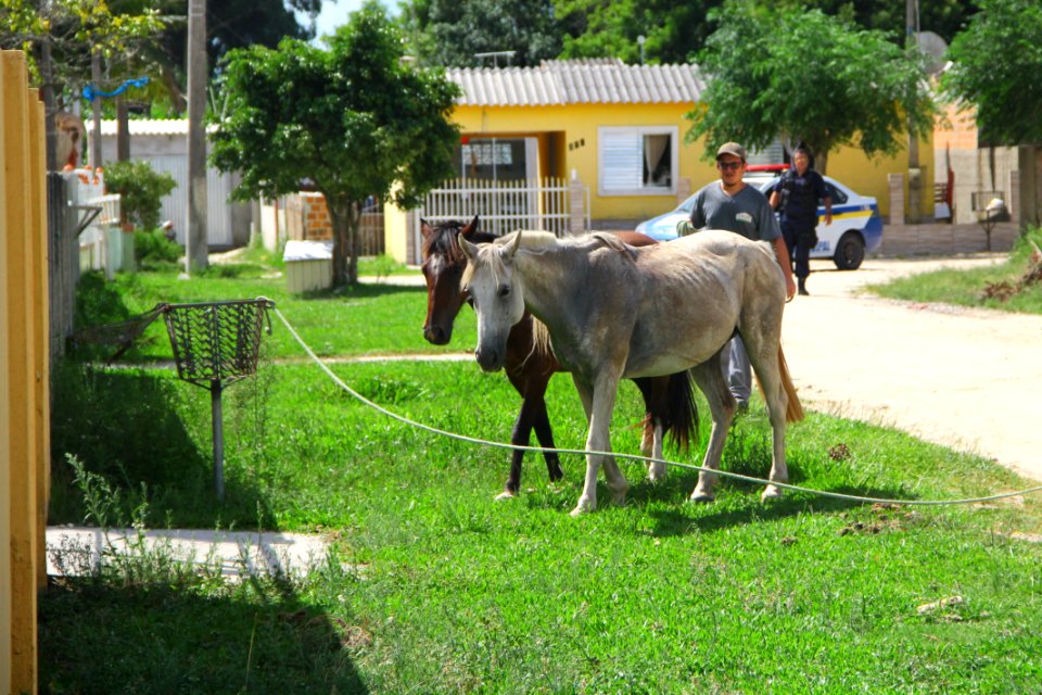 28.01.2019 - SSUI - Apreensão Cavalos Colônia Z-3 - Foto Marcel Avila
