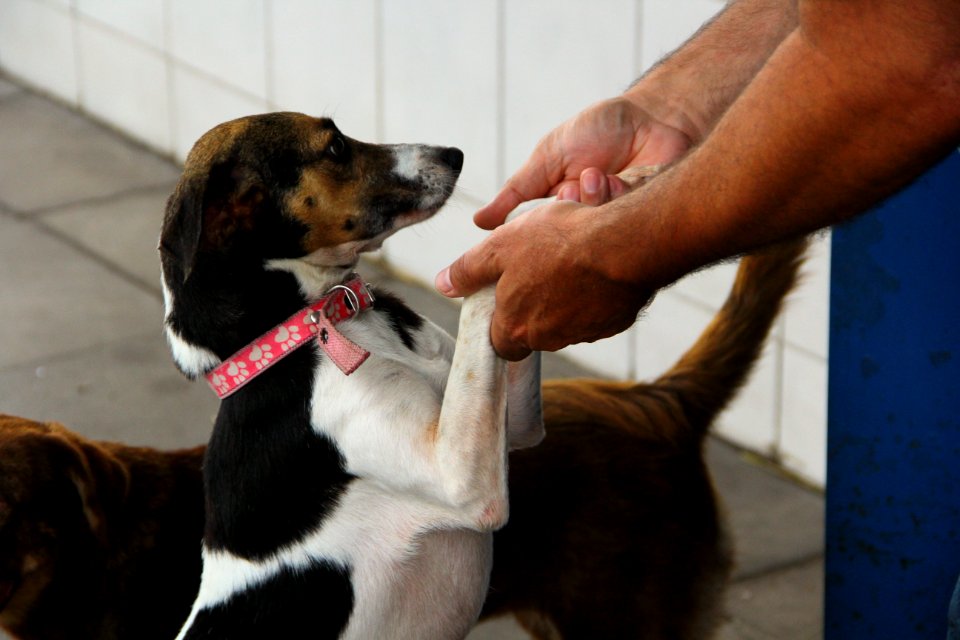 15.01.2019 - SMS - Cães para Adoção no Canil Municipal - Foto Marcel Avila