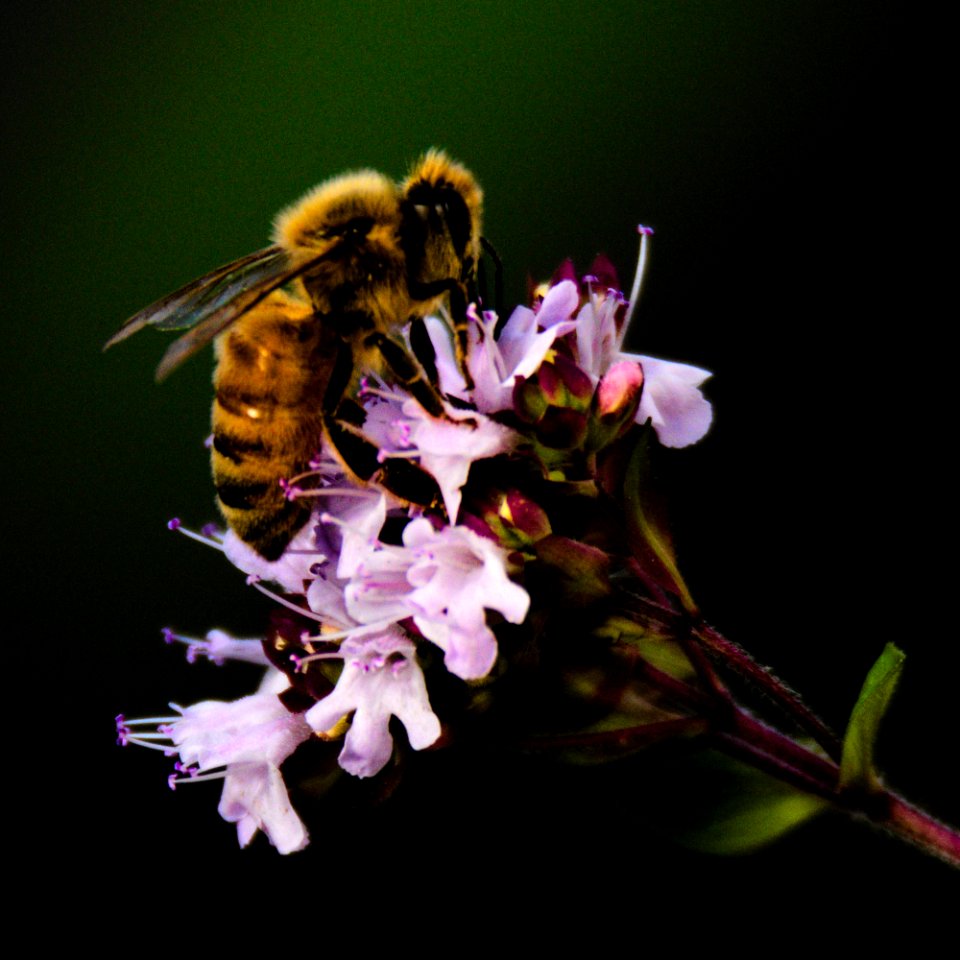 DSC 1419-crop