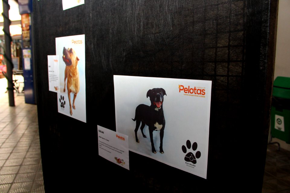 26.11.2018 - SAS - Mostra de Fotos da 1° Semana de Proteção Animal - Foto Marcel Avila (2)