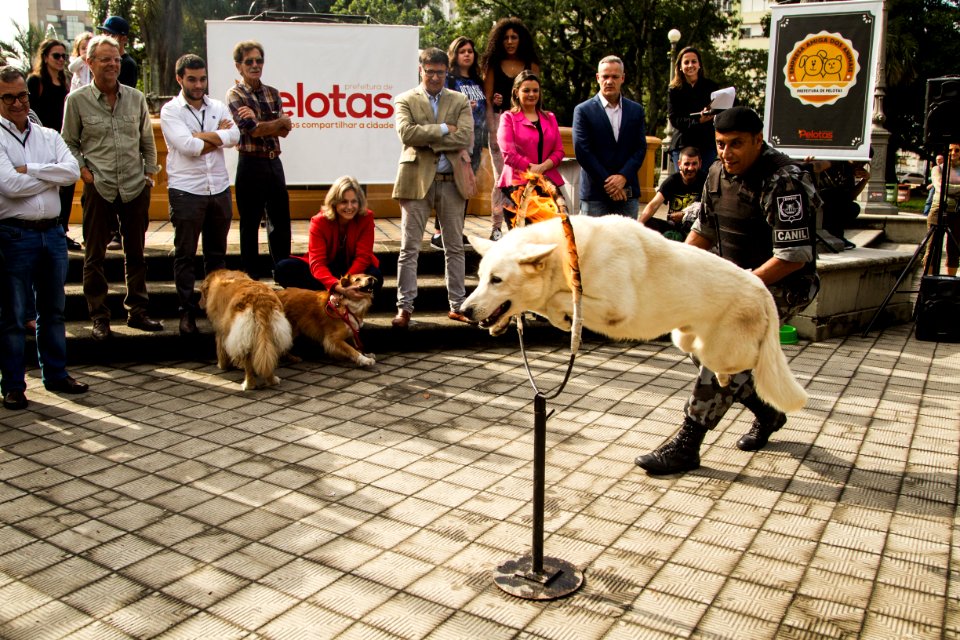21.05.2019 - Prefeita Paula Mascarenhas realiza o lançamento do Selo Empresa Amiga dos Animais - Foto: Gustavo Vara