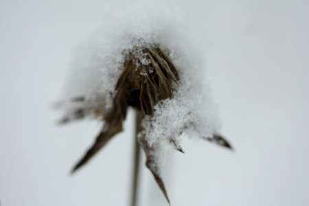 IMG 4214