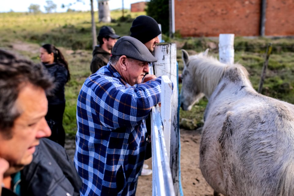 31.07.2018 Entrega de cavalos para adoção - Fotos Gustavo Mansur