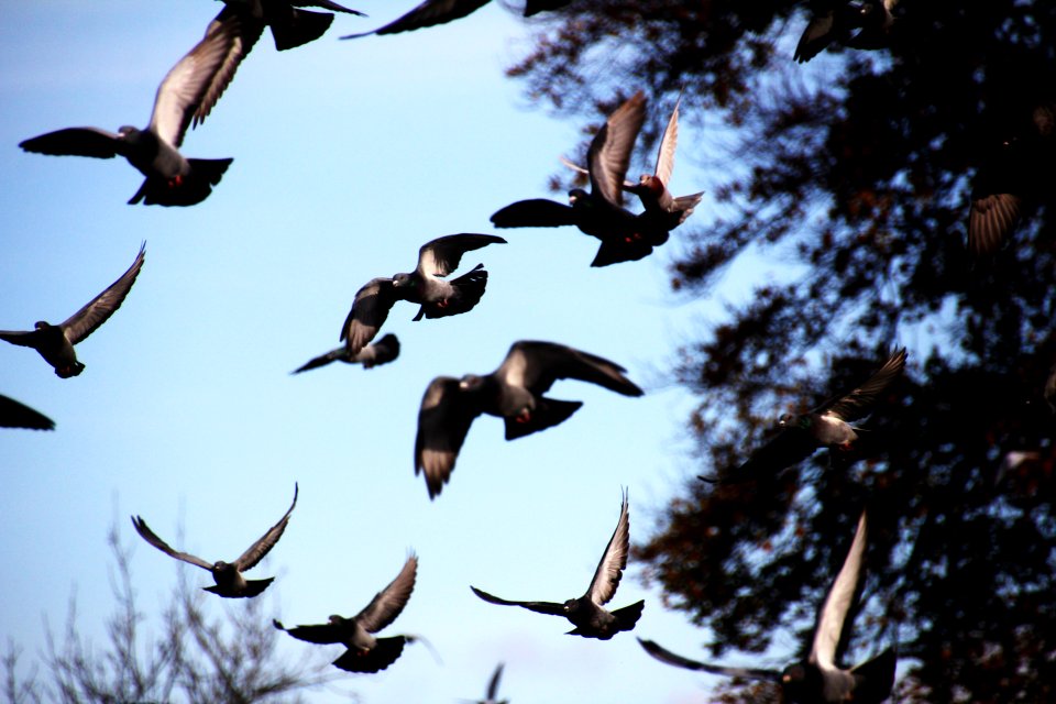 pigeons
