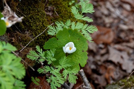Found this little one deep in a crevasse