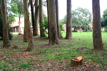 18.09.2018 - SQA - Reflorestamento Bosque Av José Maria da Fontoura - Foto Marcel Avila