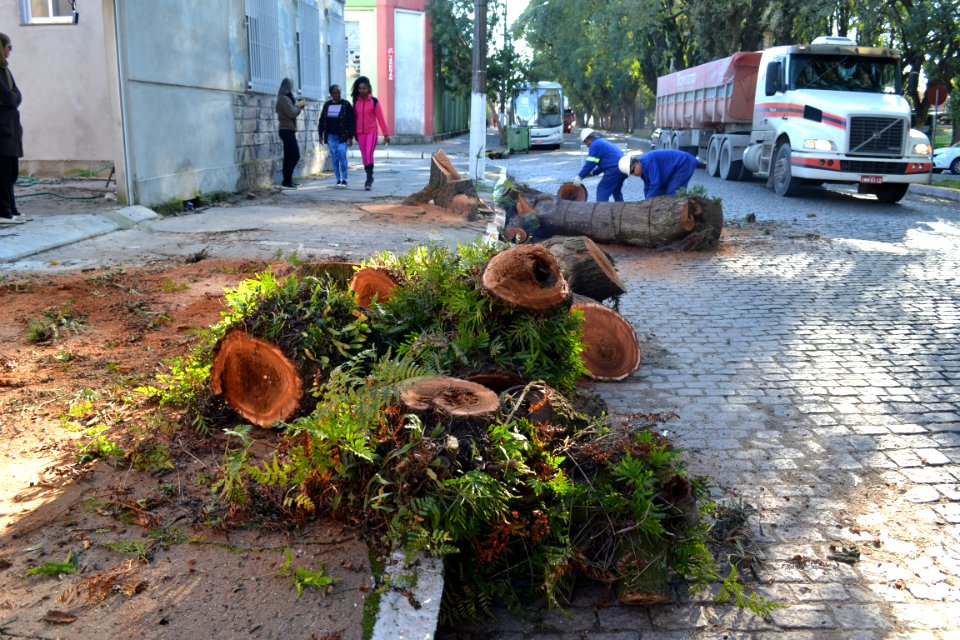 13.07.2018 - SQA - Poda Arvore Saldanha Marinho - Foto Janine Tomberg    (3)