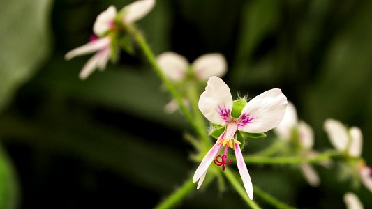 Flowers in royal greenhouses 3