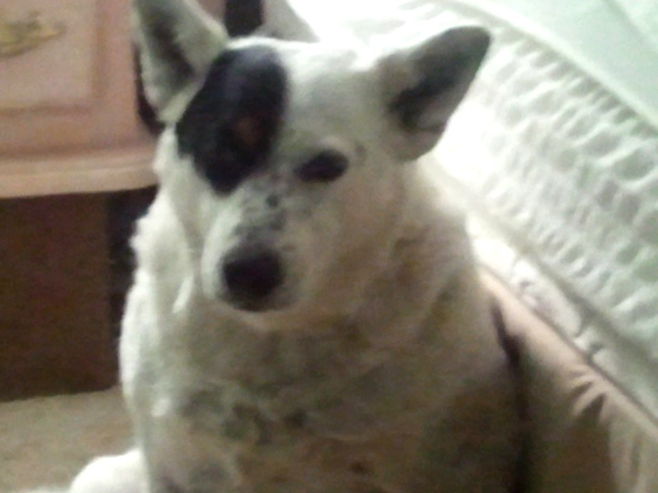 Bailey Dog