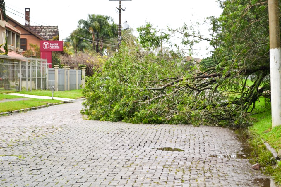 03.09.2018 - Queda de árvores na Baronesa - Foto Janine Tomberg