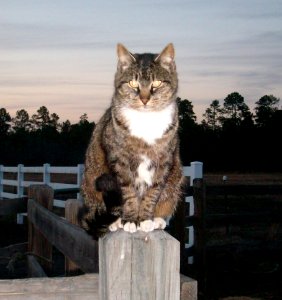 Dippy Kitty