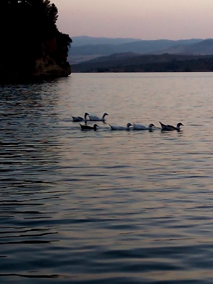 Patos en el chorro, Ardales (Málaga)