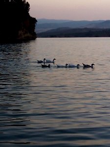 Patos en el chorro, Ardales (Málaga)