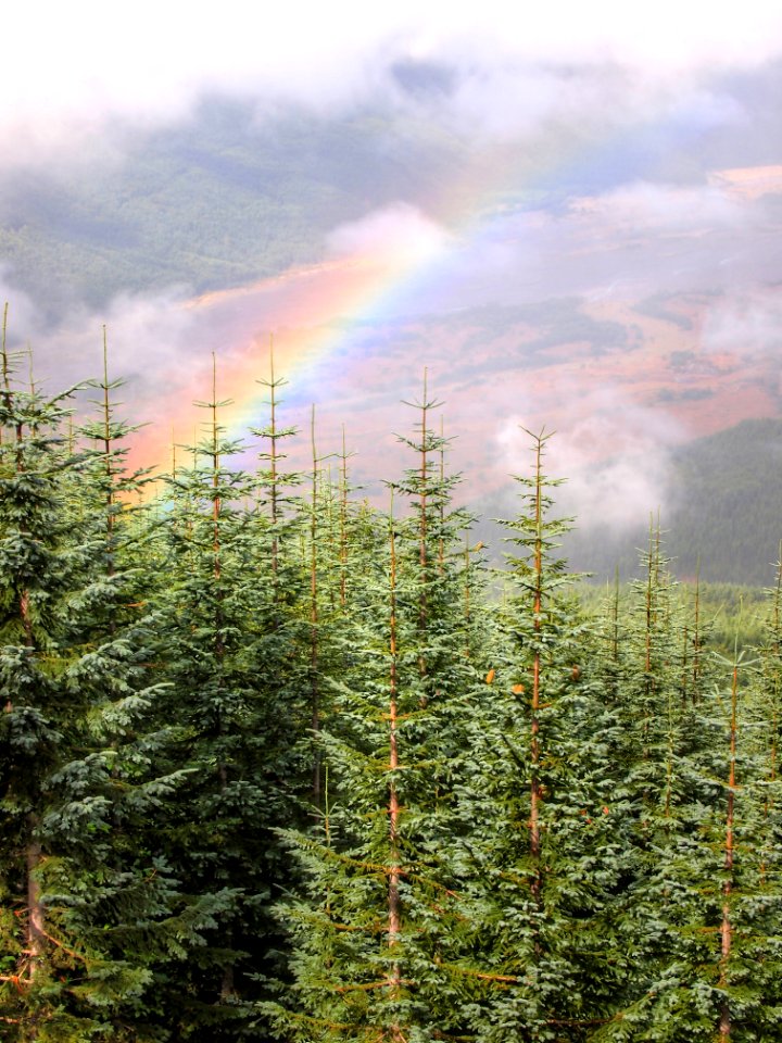 Rainbow near Mt. St. Helens