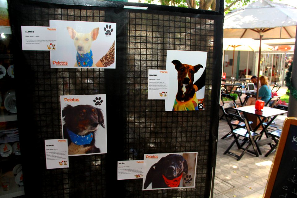 26.11.2018 - SAS - Mostra de Fotos da 1° Semana de Proteção Animal - Foto Marcel Avila (3)