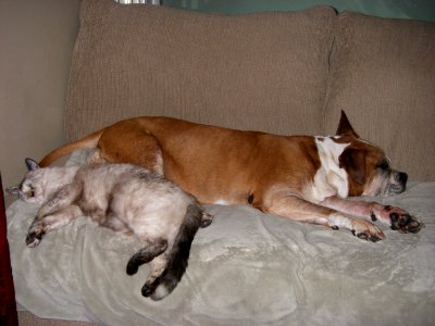 JuJu and Toastie Kitty