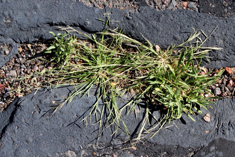 Needle grama grass (Bouteloua aristidoides)