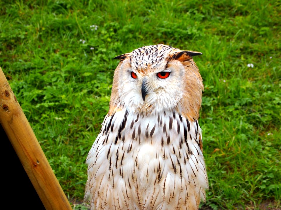 Owl at the Muiderslot Falconry