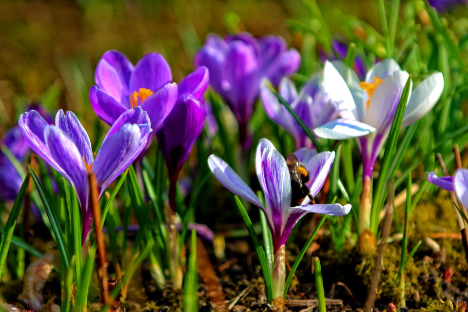 Der Frühling kommt