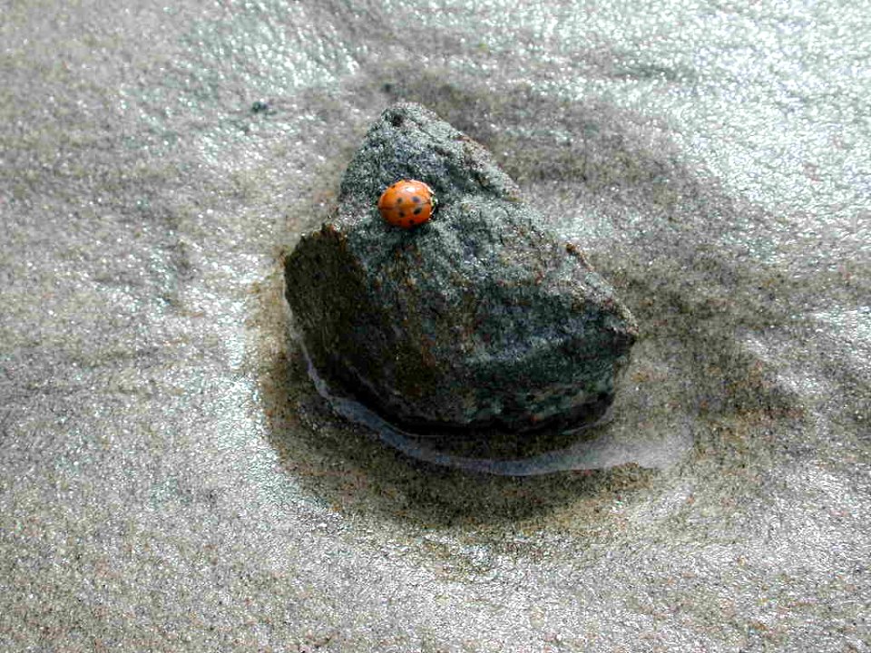 Ladybug on a rock