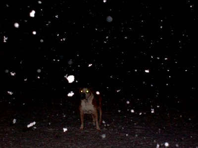 JuJu in the snow