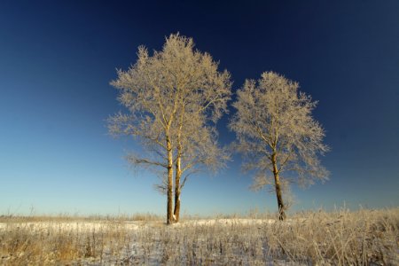 frosty day landscape