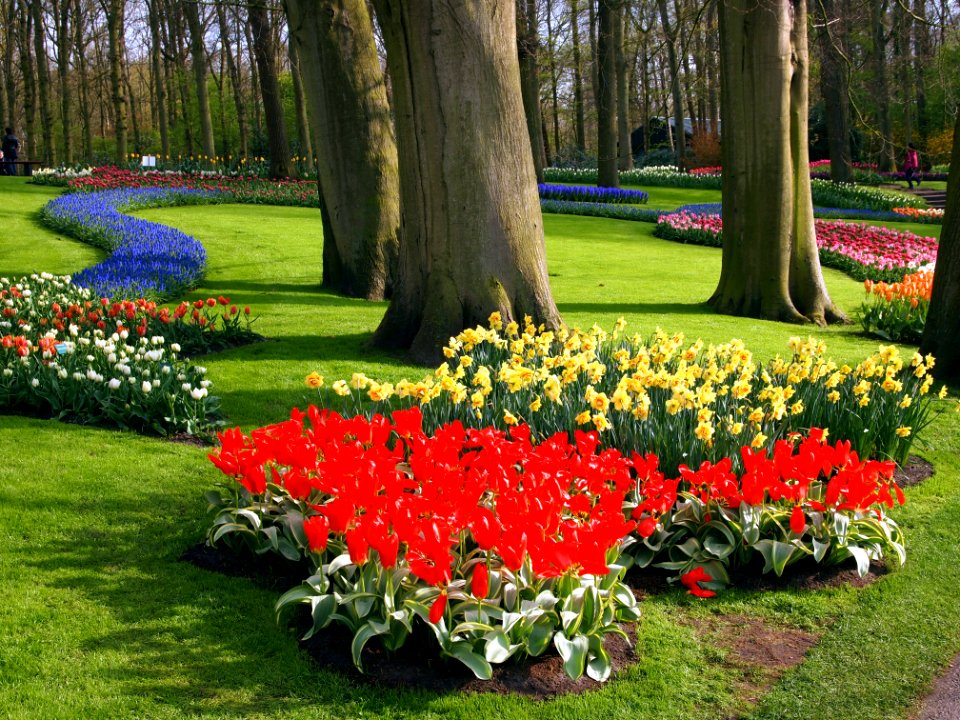 Keukenhoff Tulips